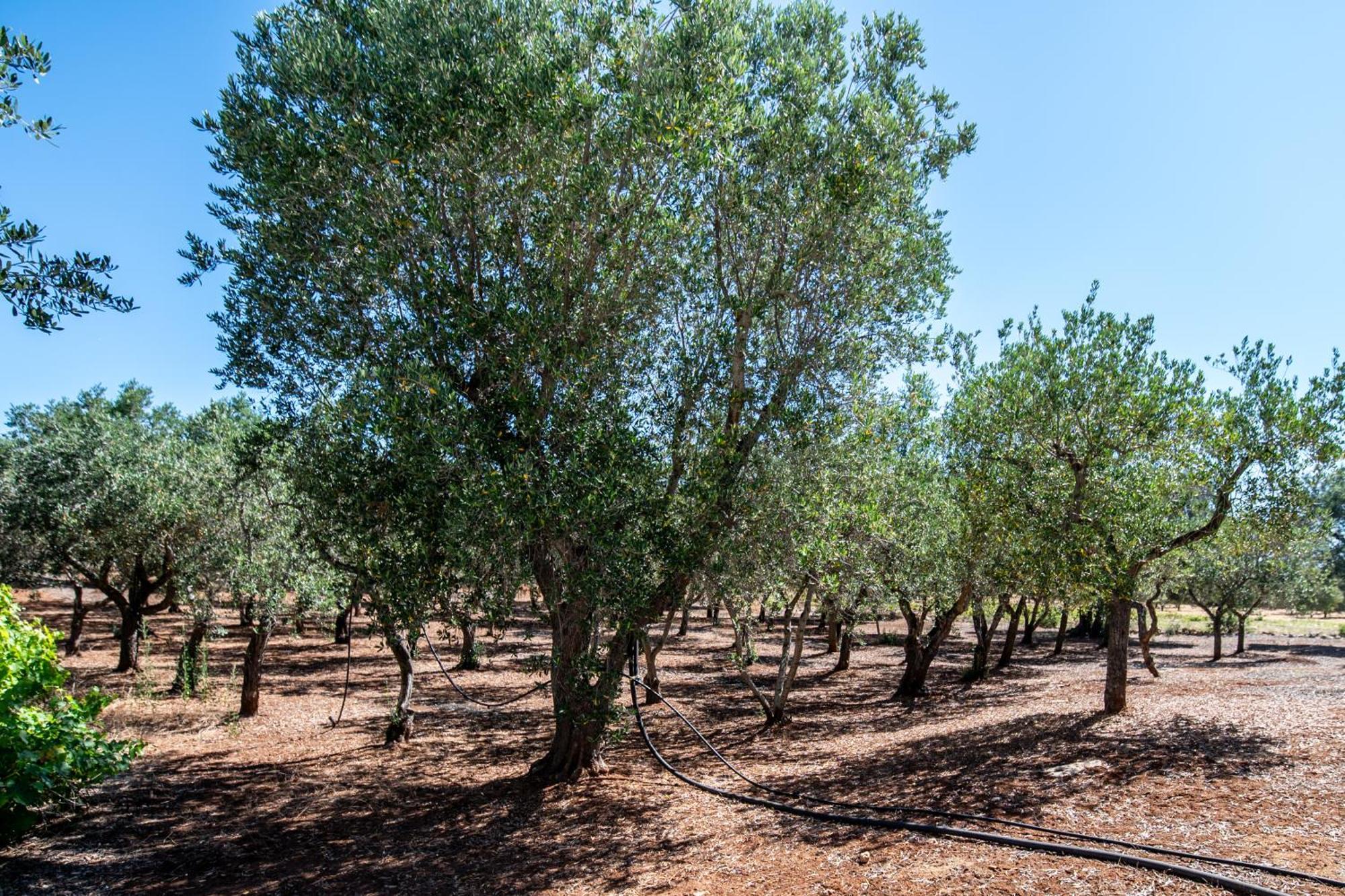 Вилла Trullo La Quercia Остуни Экстерьер фото